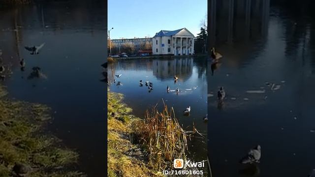 если бы птицы так общались смотреть онлайн