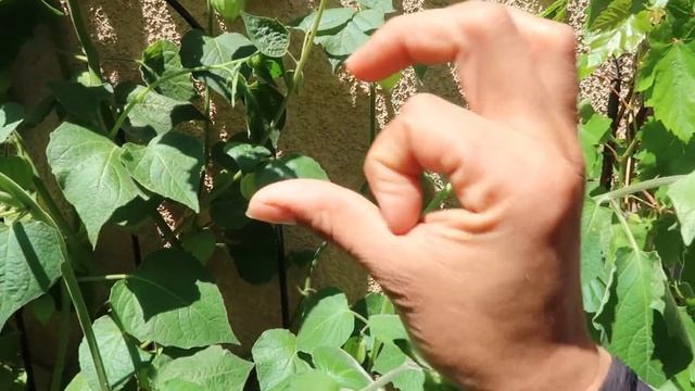 Backyard Urban Permaculture Garden Tour Spring 2019 // Food Forest / Container Gardening #ediblelan смотреть онлайн