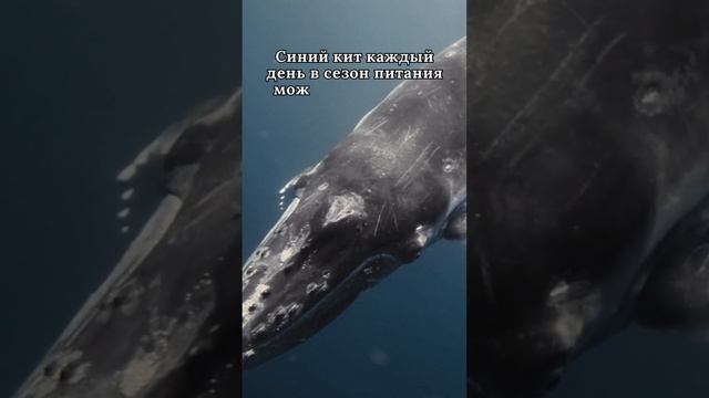 Гигантская диета смотреть онлайн