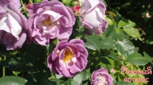 Роза Блю Фо Ю  Первое цветение