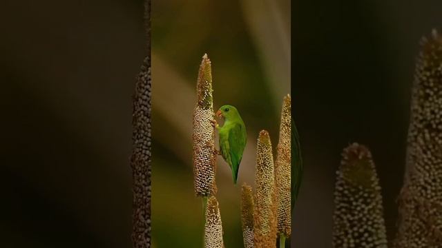 natural photography 📸 Amezing birds 🕊️🐦 photoshoot смотреть онлайн