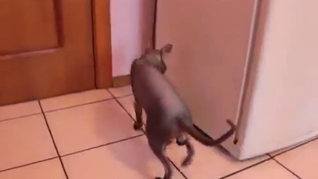 18 ГОВОРЯЩИЙ КОТ!!! Как дела Нормаально! смотреть онлайн