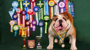 Основные аспекты подготовки собак к выставкам.