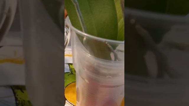 Сколько воды нужно добавить орхидеям во мхе, в первый день получения. смотреть онлайн