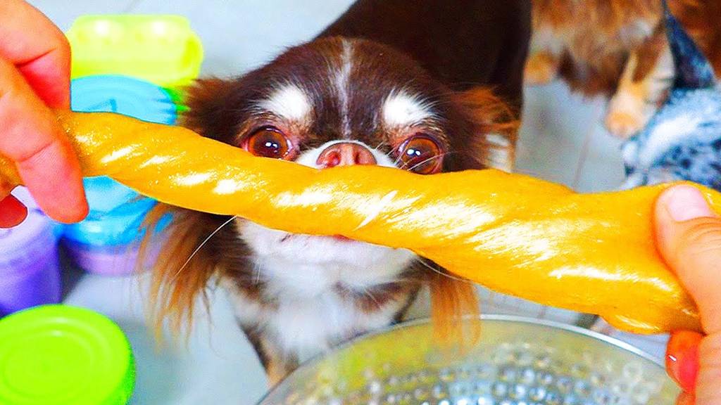 СЛАЙМЫ ПРОТИВ ПИТОМЦЕВ! ЧТО МЫ НАШЛИ?! ПОПРЫГУН, КРАНЧИ, ЛИЗУНЫ ГИГАНТЫ! РАСПАКОВКА СЛАЙМОВ ДЕНЬ 3 смотреть онлайн