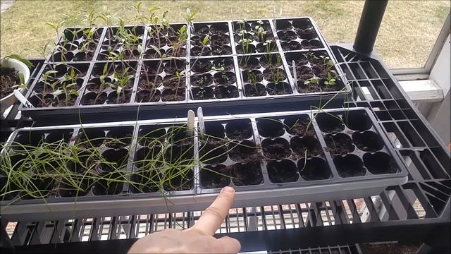 2016 Seedlings Tomato Pepper Onions Herbs смотреть онлайн