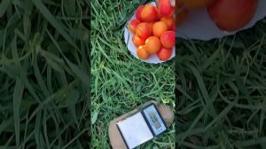 дегустация сорта абрикоса 'Приция'