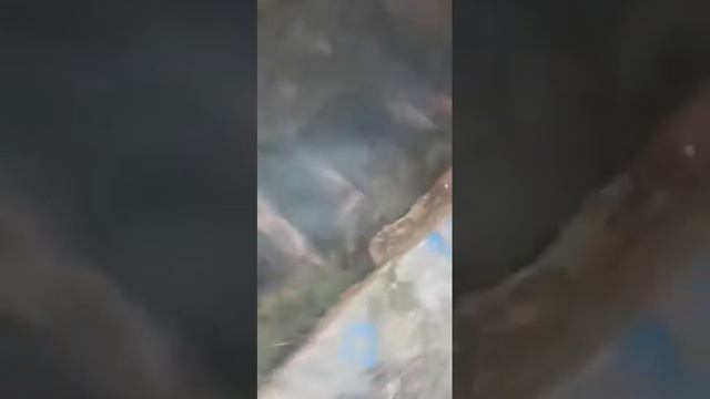 Бобр Кyрва (Bobr Kurwa оригинал) смотреть онлайн