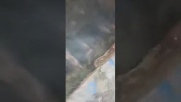 Бобр Кyрва (Bobr Kurwa оригинал)