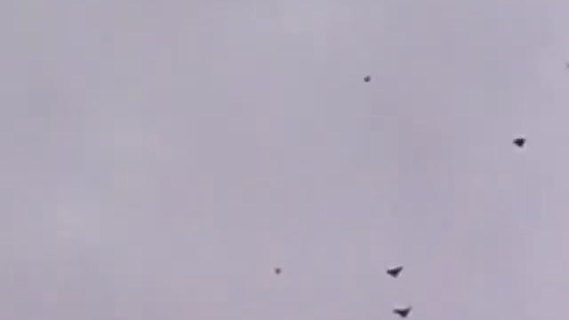 Голуби николаевские. смотреть онлайн