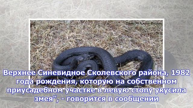 Во Львовской области женщина была госпитализирована в реанимацию из-за укуса змеи смотреть онлайн