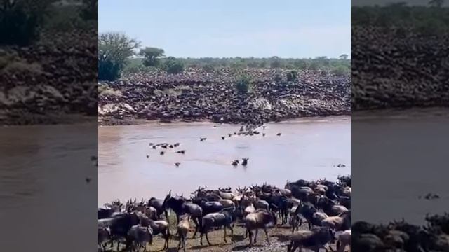 The great Serengeti wildebeest migration of Tanzania Africa #tanzania #serengetinationalpark смотреть онлайн