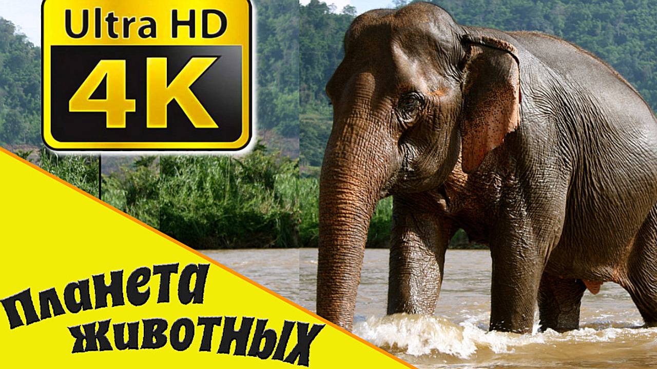 СЛОН Животные в дикой природе / Развивающие видео про Животных смотреть онлайн