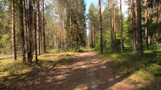 Дорога бором от Подгородье до Олятово (Кичменгско-Городецкий район)