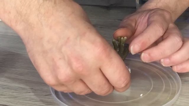 Bouturage des coraux durs смотреть онлайн