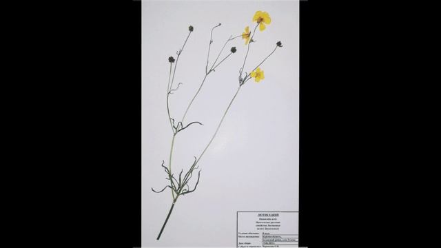 Растения луга