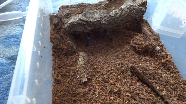 Brachypelma auratum (Mexican Flame Knee) - Quick feeding vid смотреть онлайн