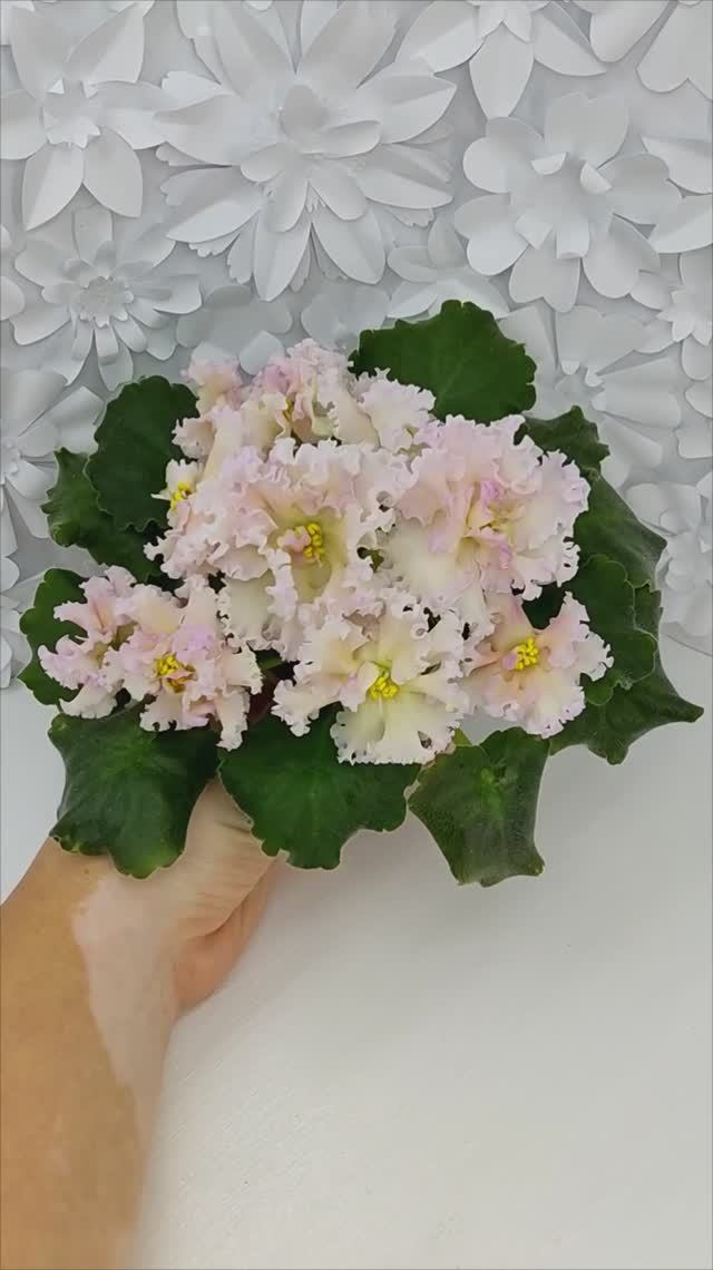 Фиалка ЕК-Золотой Фазан