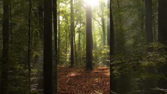 The beautiful forest area смотреть онлайн