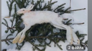 Охота на ЗАЙЦА-ПРОФЕССОРА с эстонской гончей! ДОБЫТ! Охота 14.12.2024