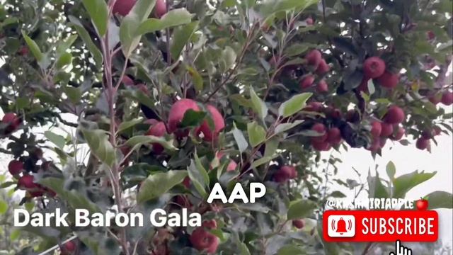 Dark Baron Gala Apple Variety performance on seedling 😲 | Kashmiri Apple смотреть онлайн