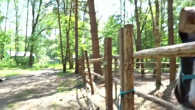 Лошади на съемку смотреть онлайн