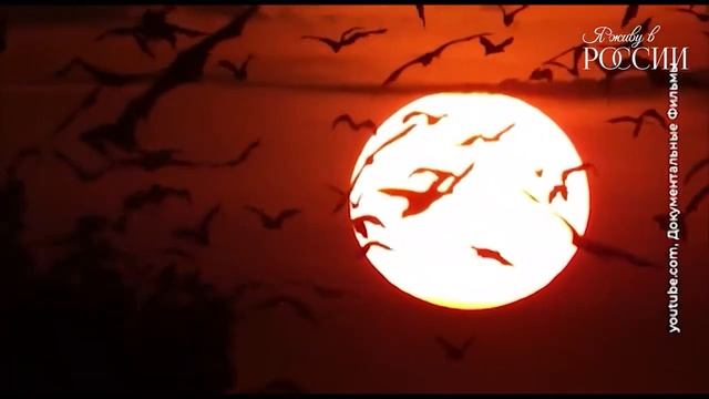 Загадка летучих мышей смотреть онлайн