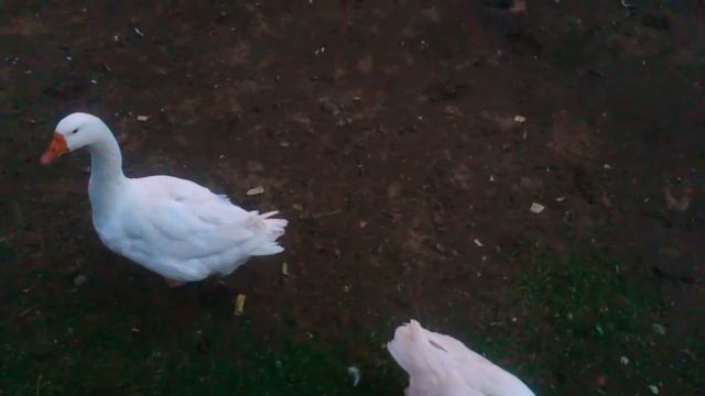 ДОМАШНИЕ ГУСИ В ВОЛЬЕРЕ В СЕРЕБРЯНОМ БОРУ смотреть онлайн