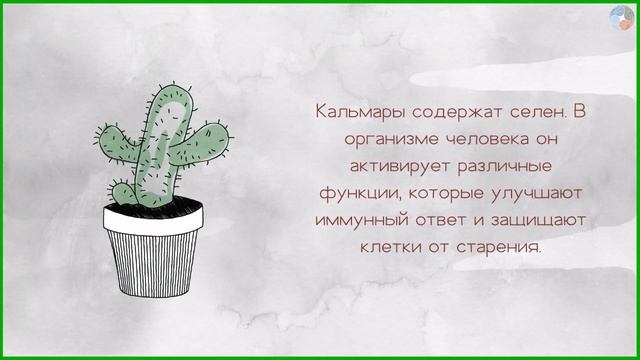 Кальмары - польза и вред для здоровья
