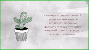 Кальмары - польза и вред для здоровья