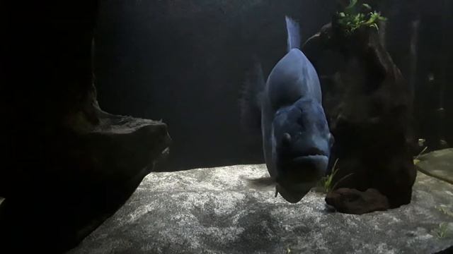 Black Piranha .Big Lad смотреть онлайн