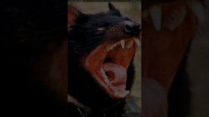 Хищный , кричащий ТАСМАНСКИЙ ДЬЯВОЛ