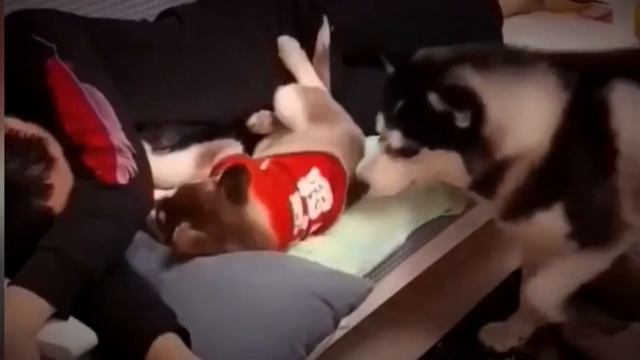 Смешные животные // Александр Самсонов смотреть онлайн