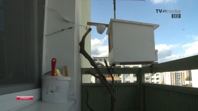 V Sásovej na balkóne zahniezdili sokoly смотреть онлайн