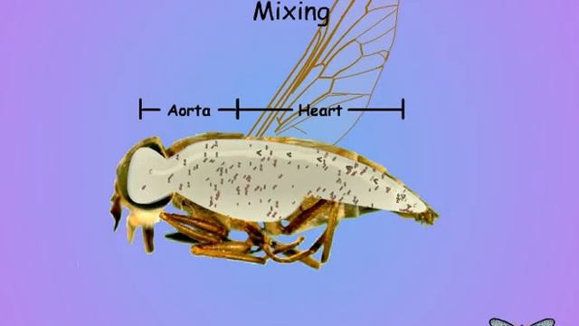 04 Trehalose and insect circulation смотреть онлайн