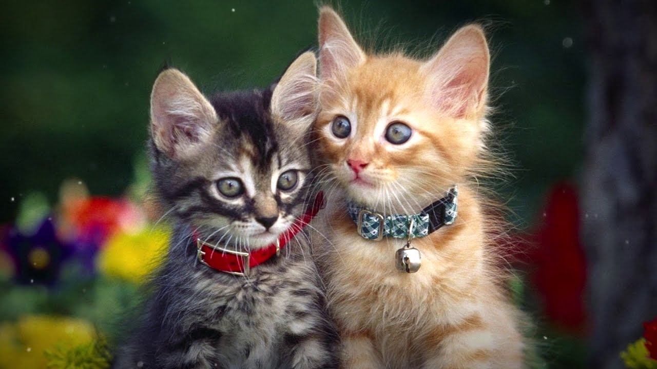 Котики // Александр Самсонов смотреть онлайн