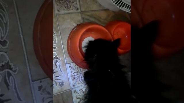 Самый лучший котенок 😢, который всегда будет в моей памяти смотреть онлайн