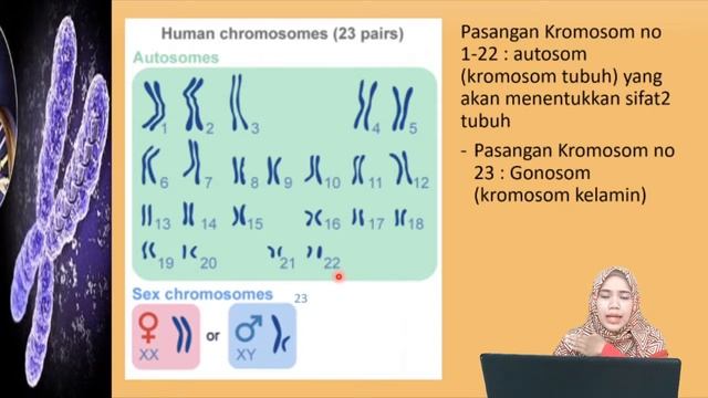 Pewarisan Sifat (Materi Genetik Part 1) IPA Kelas 9 SMP смотреть онлайн
