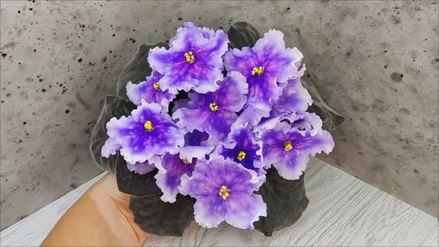 Фиалка Dn-Огни Бродвея