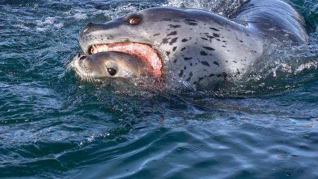 Awesome Antarctic Animals: Leopard Seal 🦭 🐆 смотреть онлайн