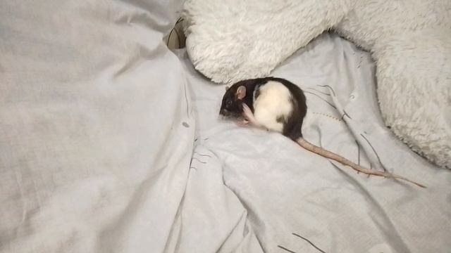 (The Rat's Umka) на русском 🇷🇺 1 СЕЗОН 3 СЕРИЯ Фильмы новости 2024 г. 🐁🐁🐁