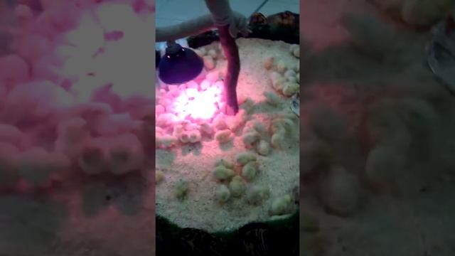 Первые люди! смотреть онлайн