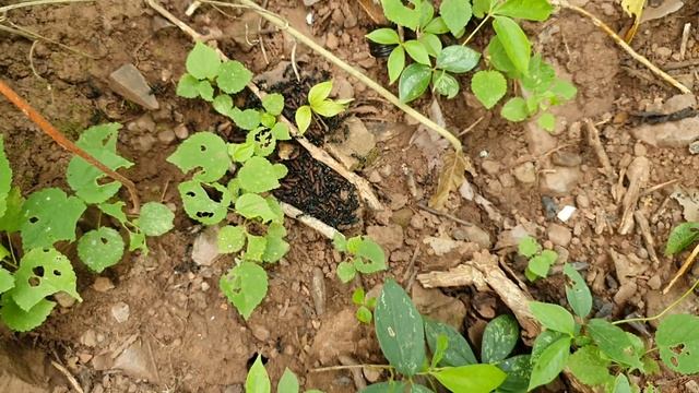 Leptogenys diminuta in der Natur смотреть онлайн