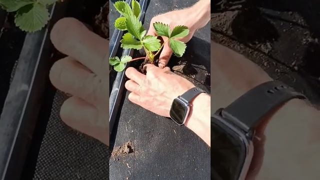 Высадка рассады клубники в грунт #shots смотреть онлайн