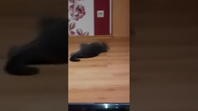 Брачные Игры нашей Кошечки 😁 смотреть онлайн