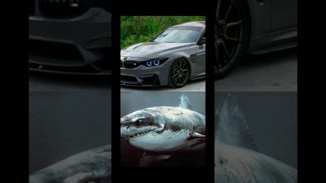 BMW vs Shark 🦈 смотреть онлайн