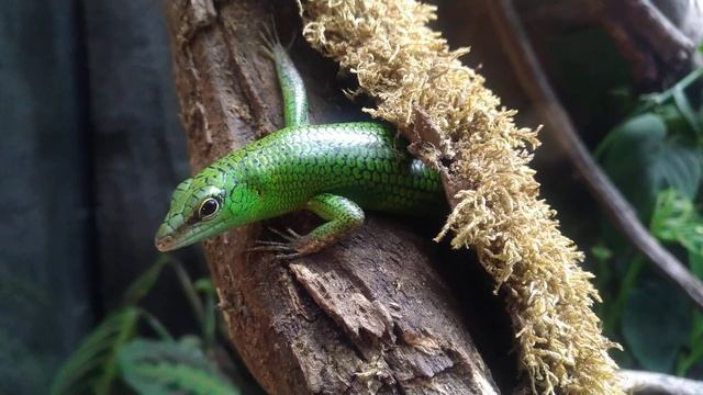 Emerald tree skink. Смарагдовый сцинк смотреть онлайн
