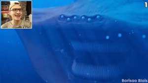 😱 Я Поймал ЭЛЬ ГРАН МАЙЯ vs БЛУП в Реальной Жизни ! (The Bloop vs El Gran Maja)