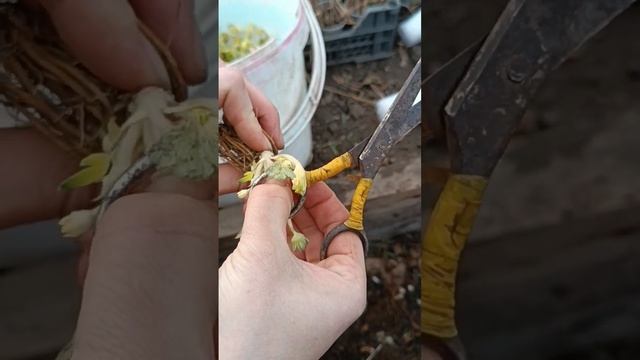 Подготовка клубники к посадке, обрезка #shots смотреть онлайн