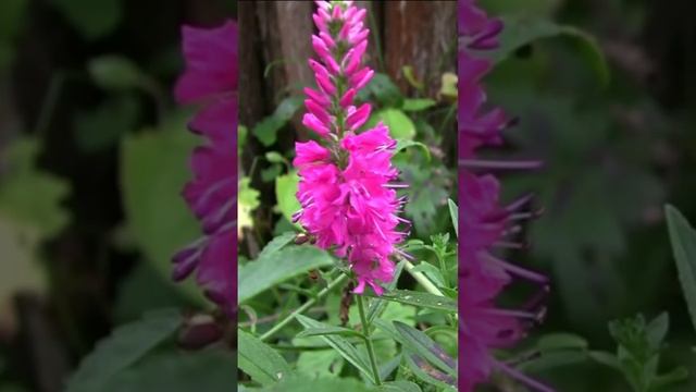 С Вероникой длиннолистной. Дмитрий Шлапак смотреть онлайн